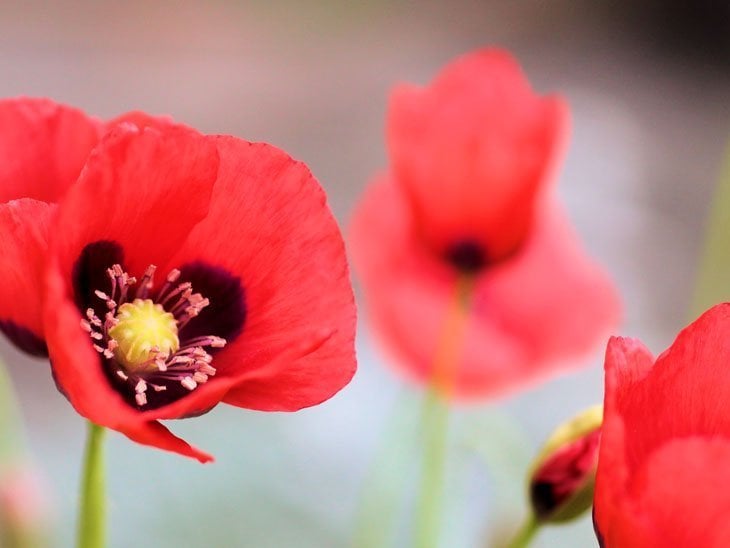 Peaceful Poppies