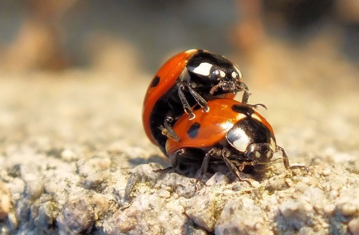 Ladybirds, Ladybugs: The Full Monty