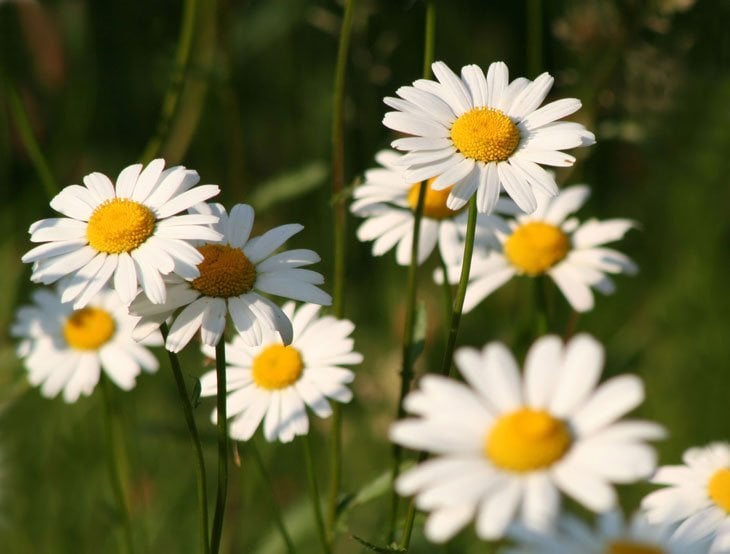 Wonderful Weeds!