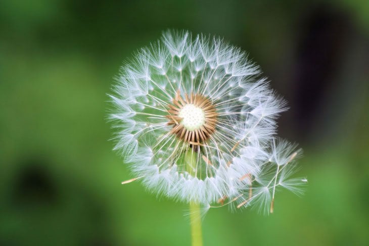 dandelion in the wind