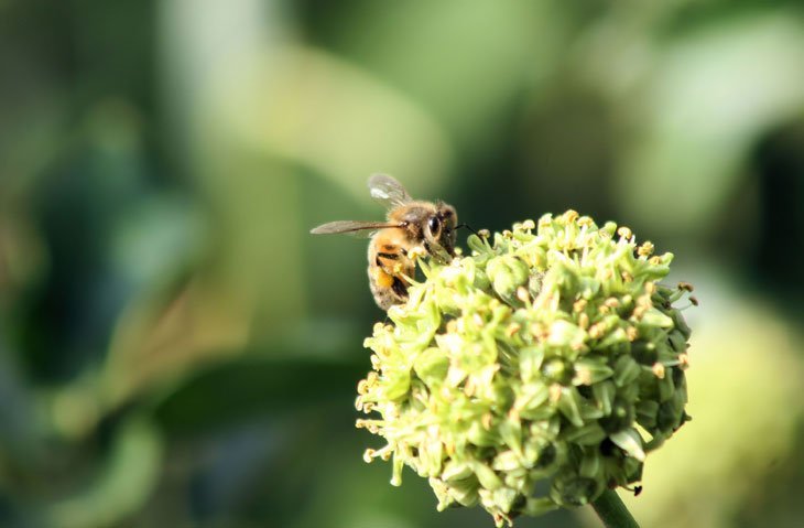 bee on a weed