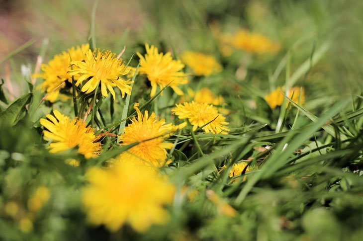 yellow dandelions