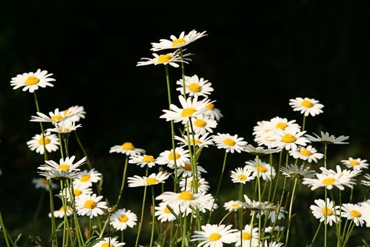 daisies in bloom