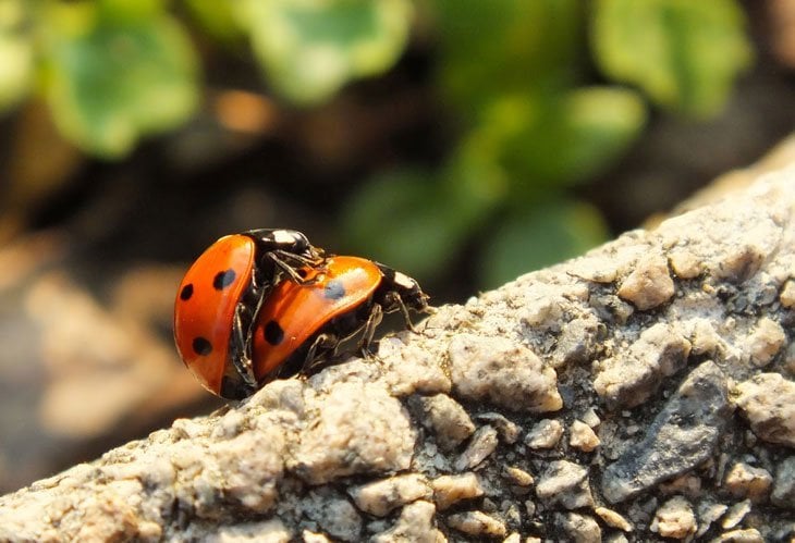 ladybirds