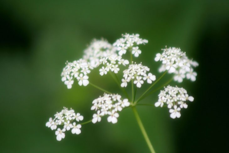 white weeds