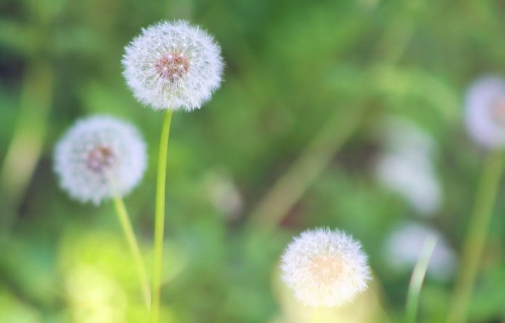 dandelions in the grass