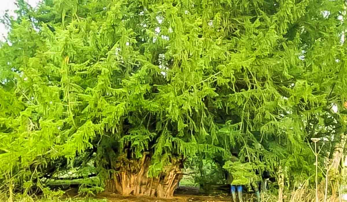 The Ankerwycke Yew - One of Britain’s Oldest Trees