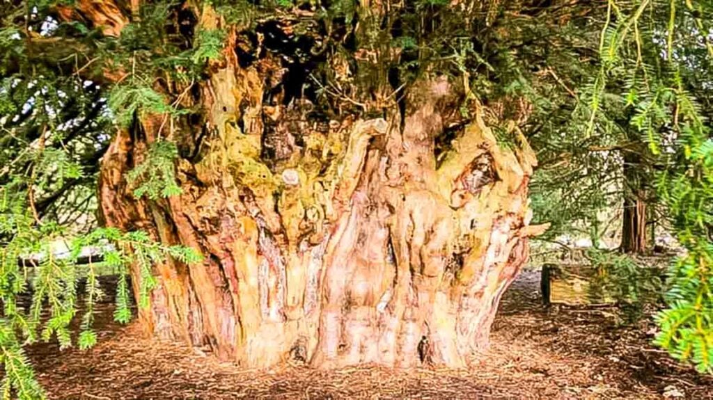 wide girth of the The Ankerwycke Yew