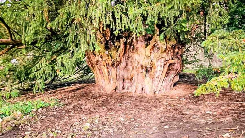 trunk of the Ankerwycke Yew