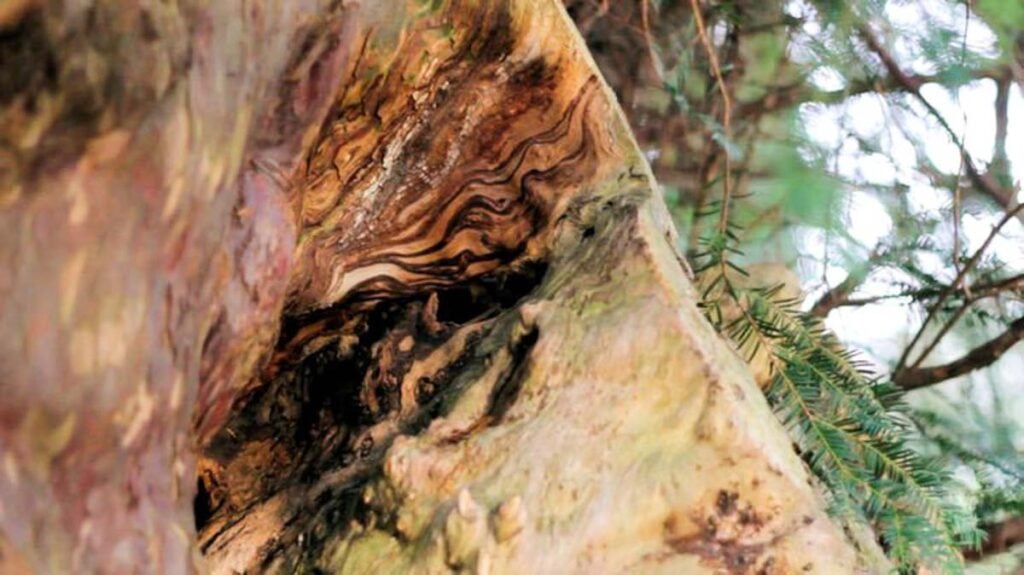 Ankerwycke Yew close up