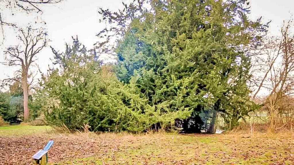 full view of the Ankerwycke Yew