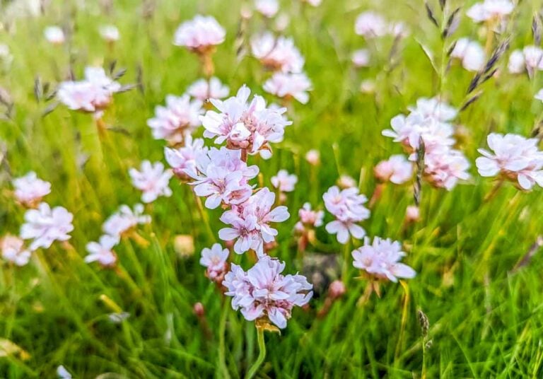 Sea Thrift (Armeria Maritima) Of The Coast