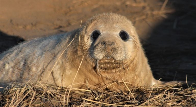 Up Close With Fluffy White Seal Pups – England’s East Coast