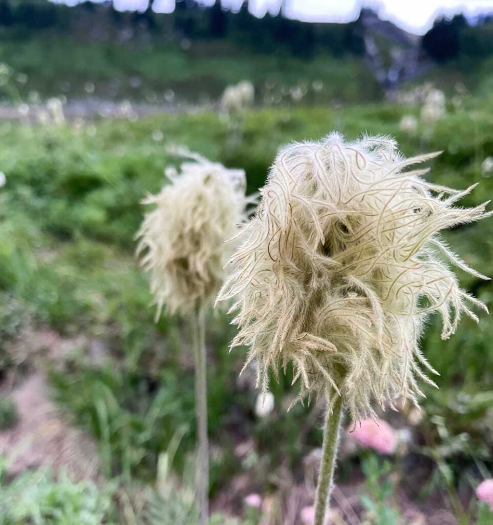 seed heads