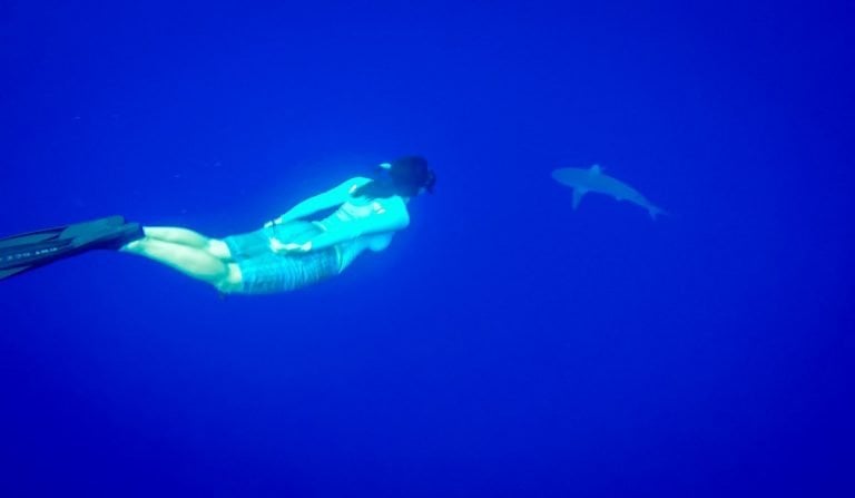 Shark Diving in Oahu, Hawaii