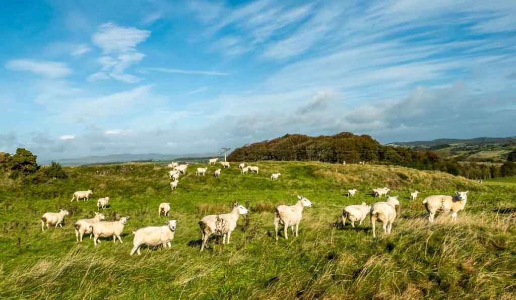 sheep at castle creavie galloway