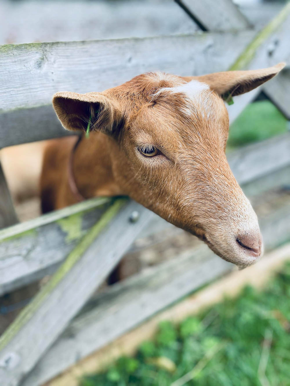 goat at sledmere house