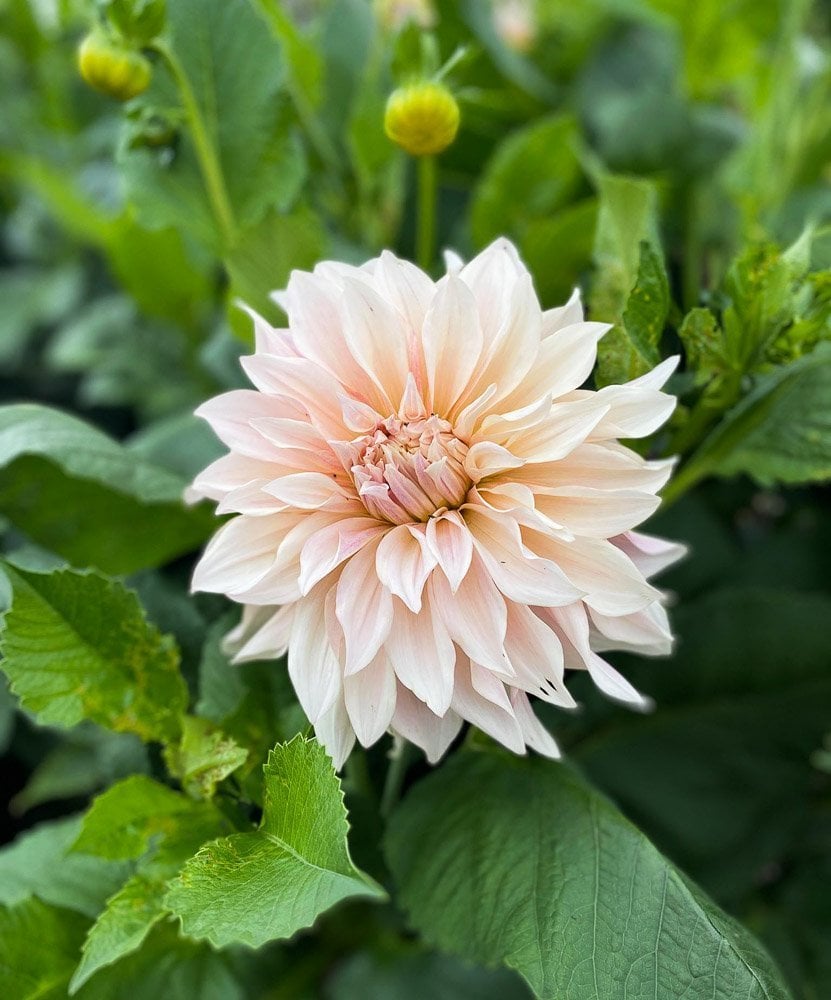 walled garden of sledmere house