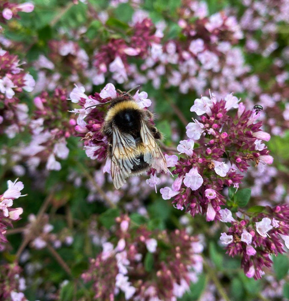 bee in the gardens