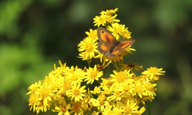 A Walk on the Wild Side….  In London’s Southwark Woods