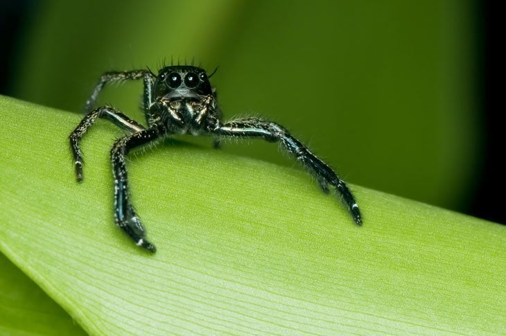 Dangerous Beasts in Britain? Not Exactly