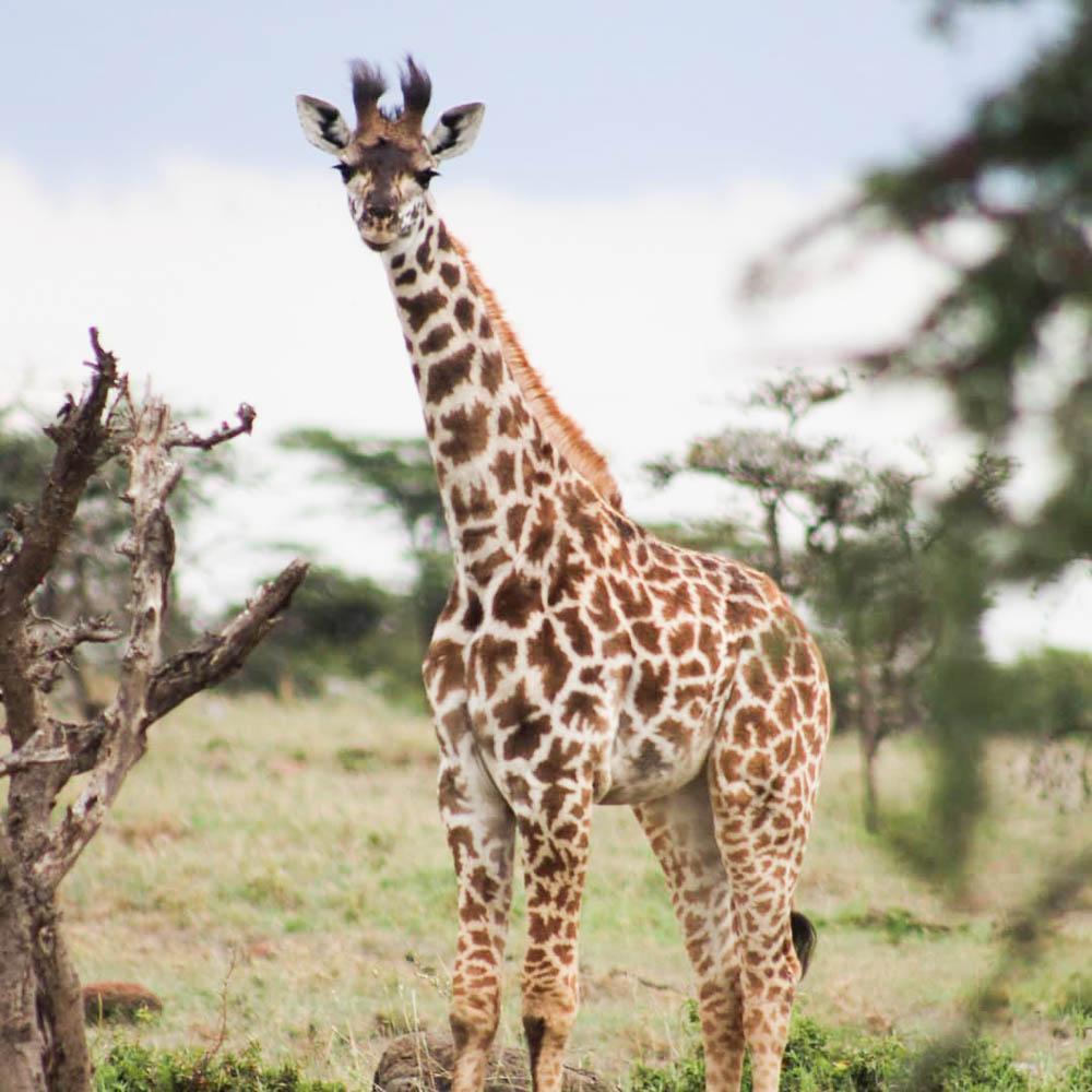 standing tall giraffe