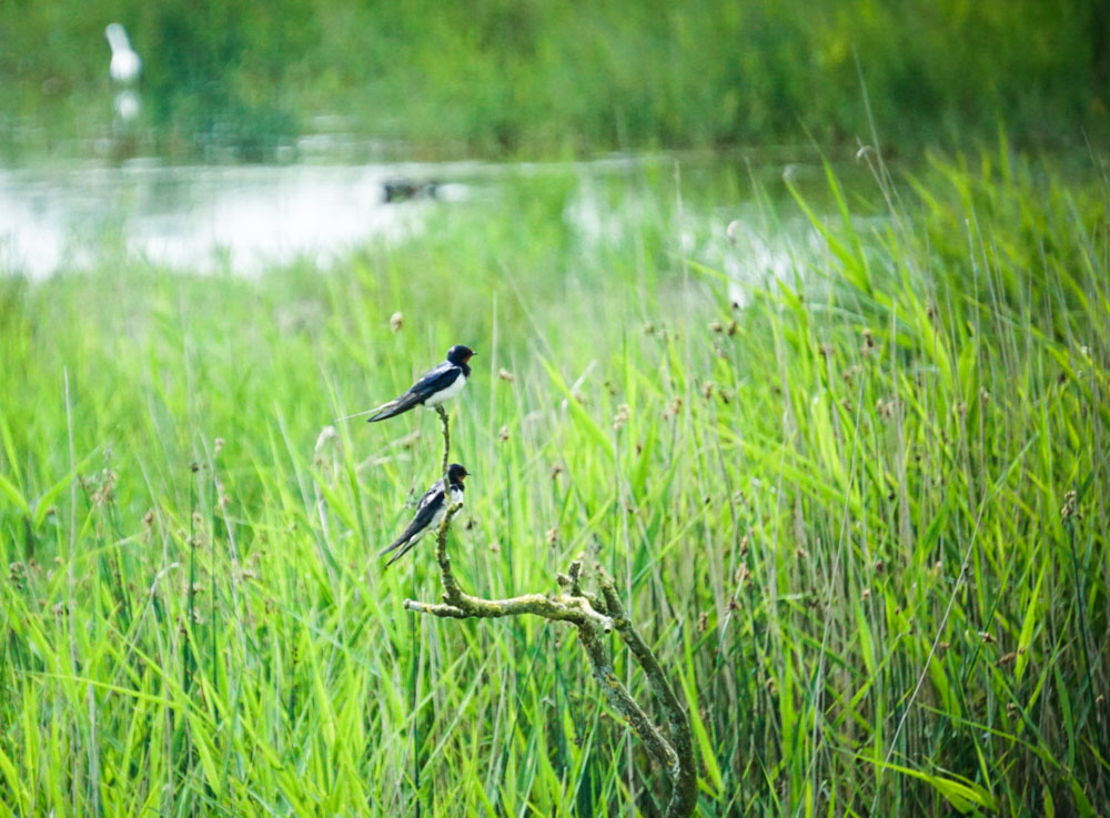 swallows