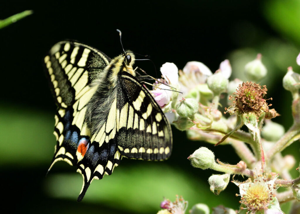 swallowtail butterfly