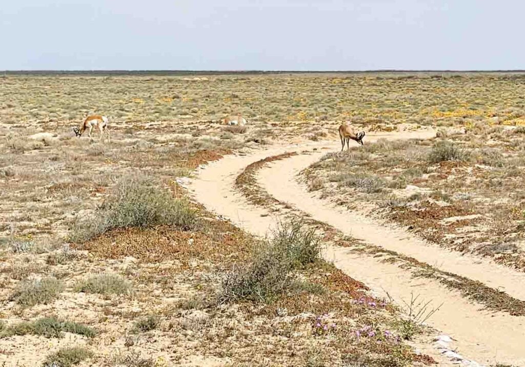 three antelope in natural environment