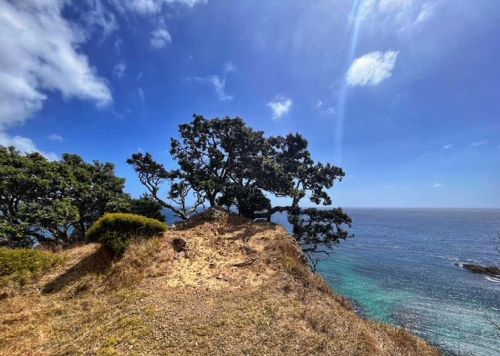 tree by the sea