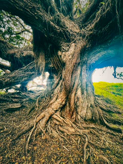 Pohutukawa Tree