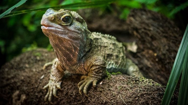 Pukaha Mount Bruce: National Wildlife Centre, New Zealand