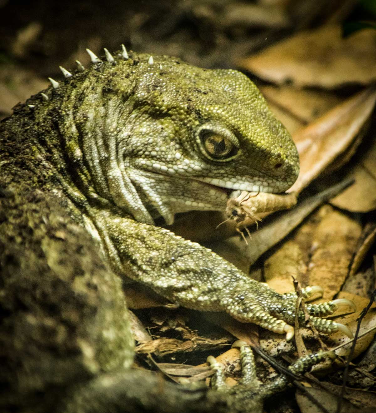 Tuatara Feeding