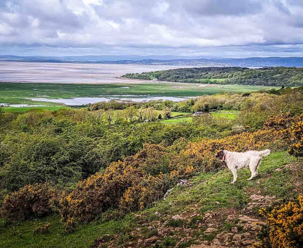 view of morecambe bay from warton crag