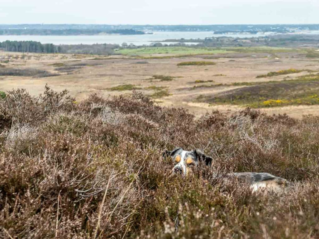 views to Poole harbour