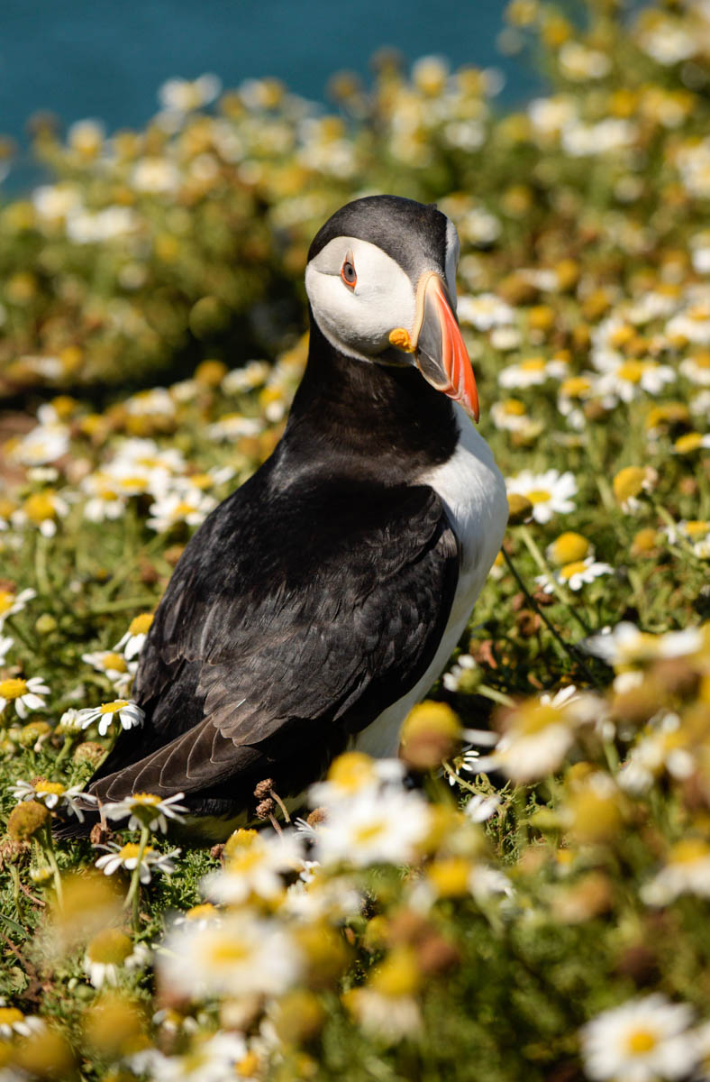 puffin looking at me