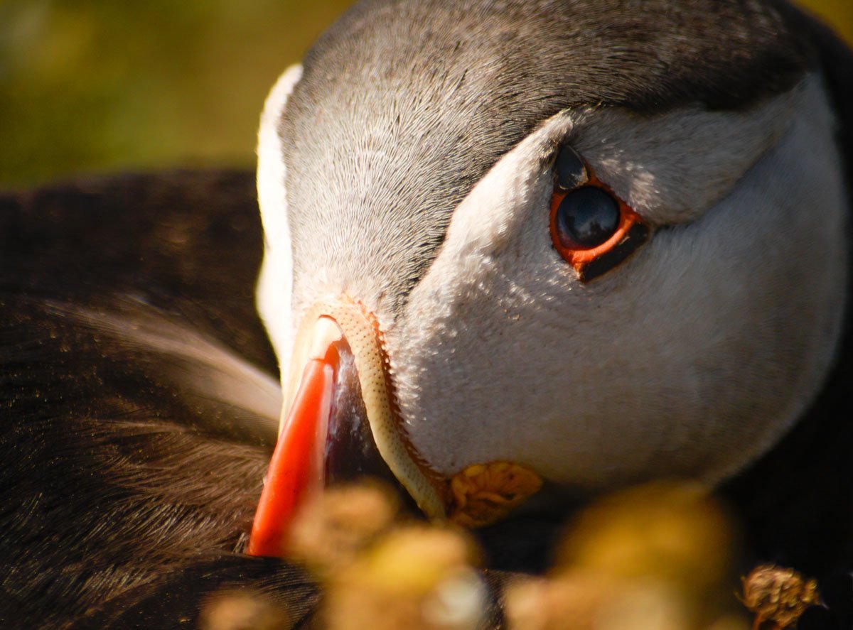 close up of puffin's face