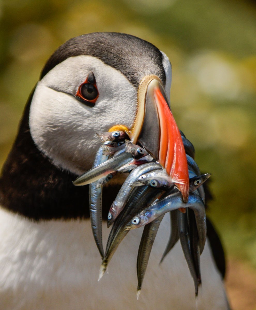 a puffin with beak full of fish