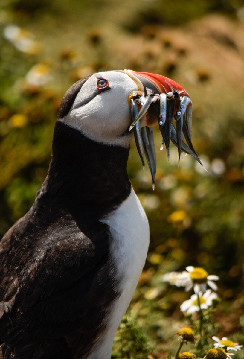 with fish in mouth