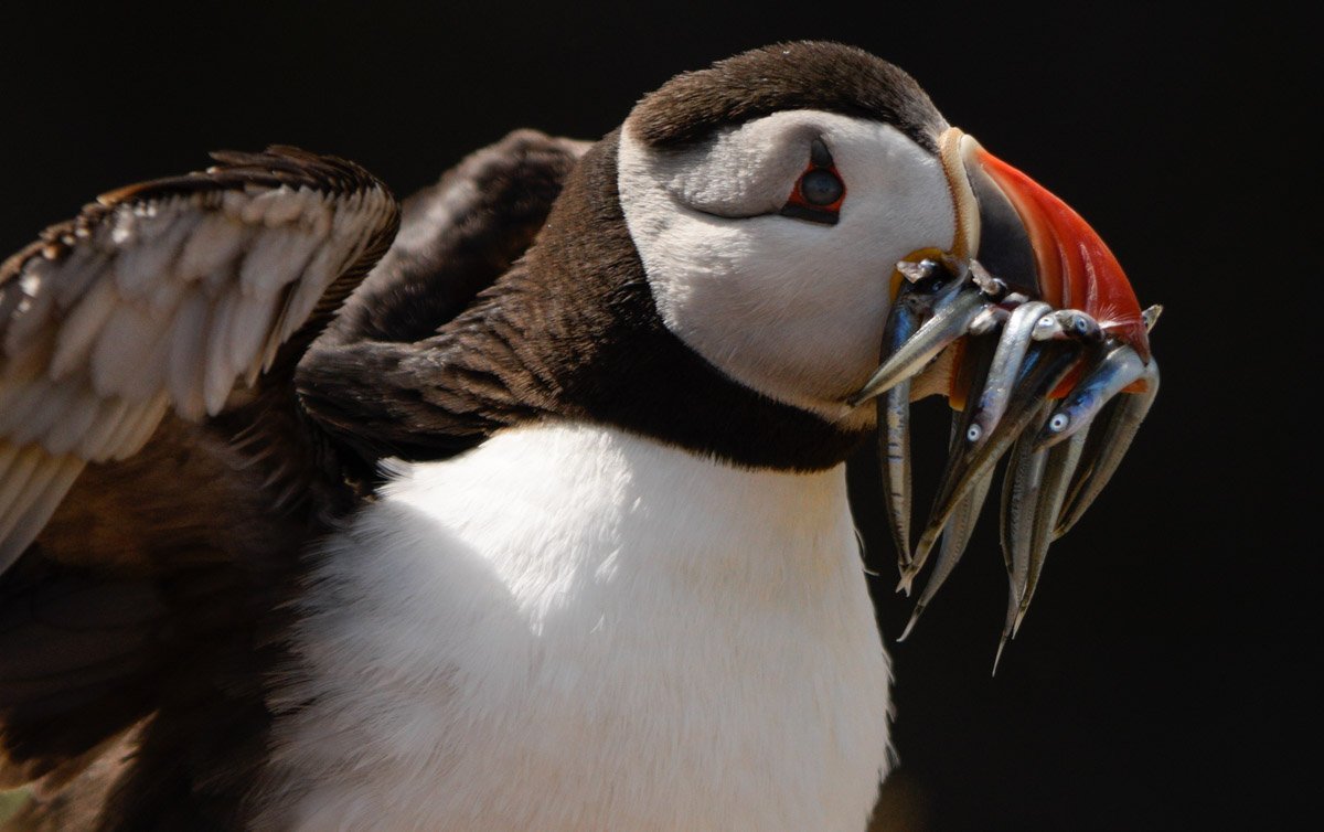 puffin with sardines