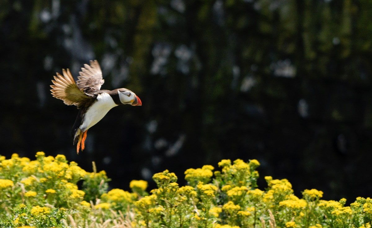 puffin flying