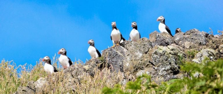 Puffins and The Pembrokeshire Coast