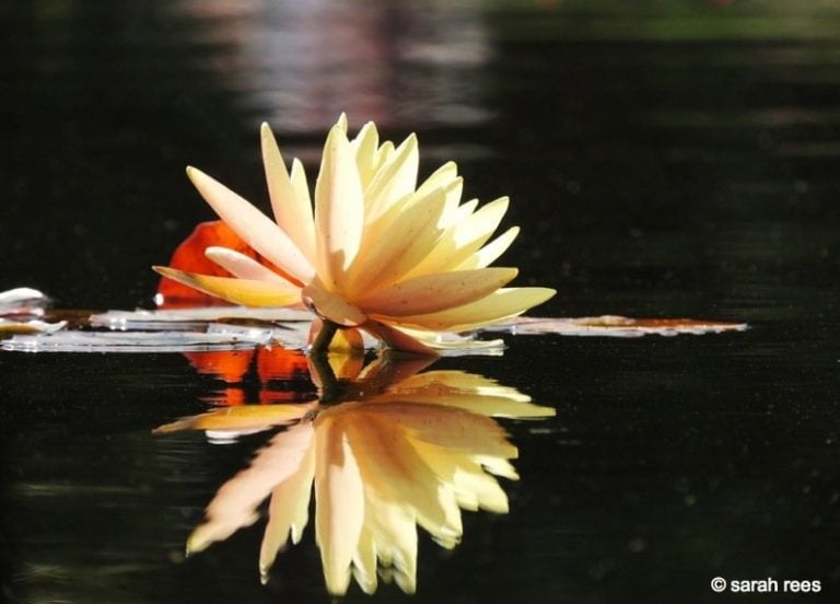 The Water Lilies of Wisley