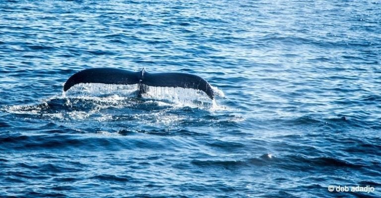 Humpback Whales on Stellwagen Bank, Massachusetts Bay