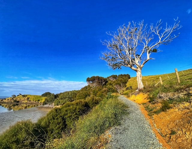 white tree