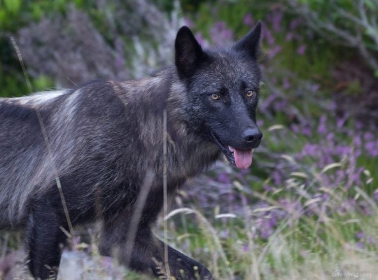 The Wolf: A Brief Encounter, Vancouver Island