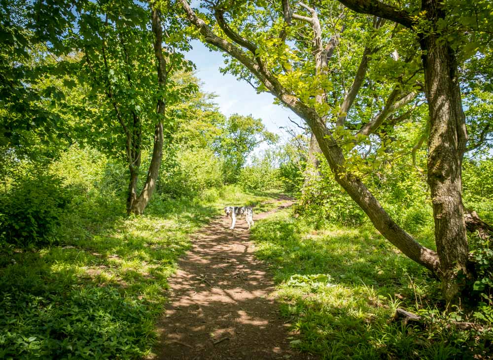 walking through the trees