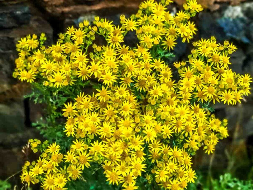 Yellow Daisy Bush